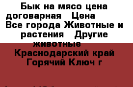 Бык на мясо цена договарная › Цена ­ 300 - Все города Животные и растения » Другие животные   . Краснодарский край,Горячий Ключ г.